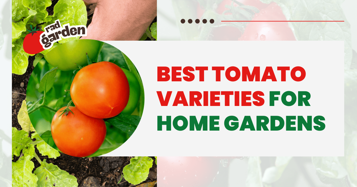 Best Tomato Varieties for Home Gardens