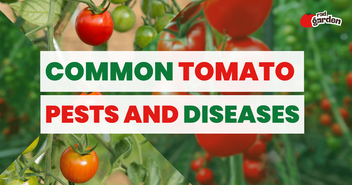 Common Tomato Pests and Diseases