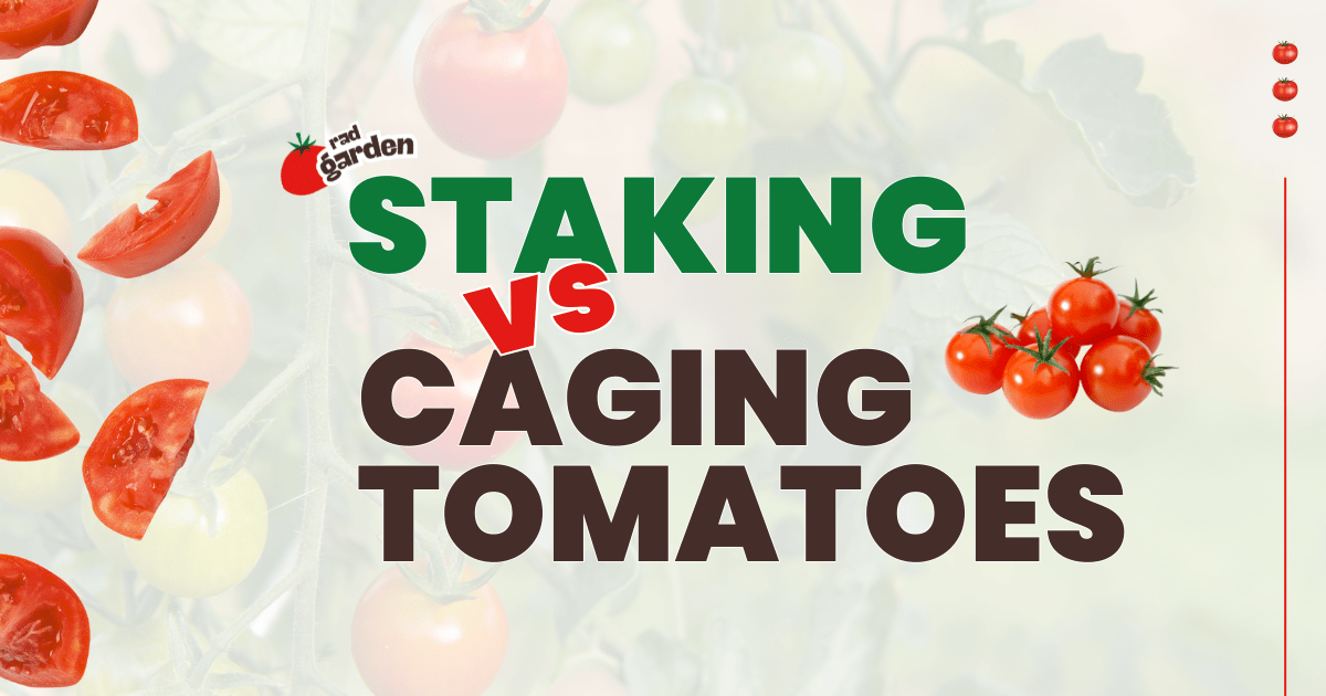 Staking vs Caging Tomatoes