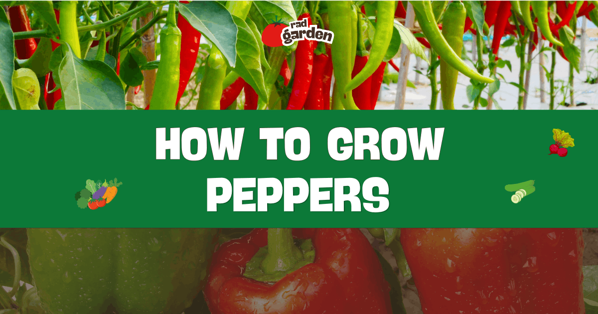 How to Grow Peppers in Your Garden | Rad Garden