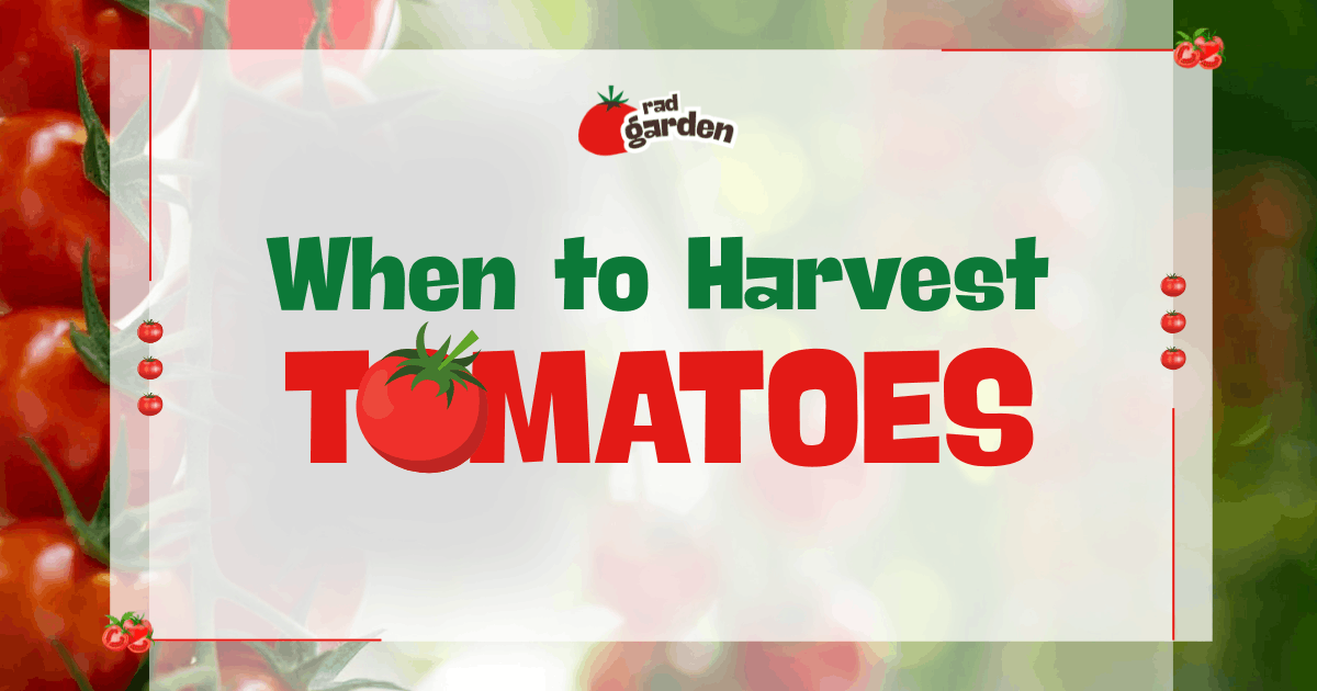 When to Harvest Tomatoes