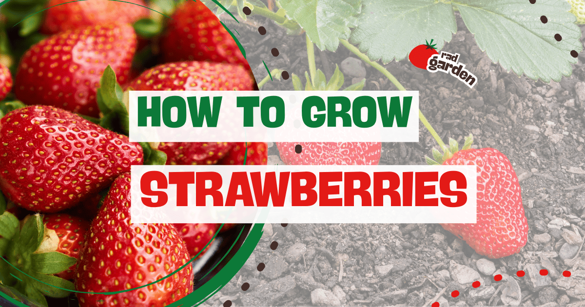 How to Grow Strawberries at Home Easily | Rad Garden