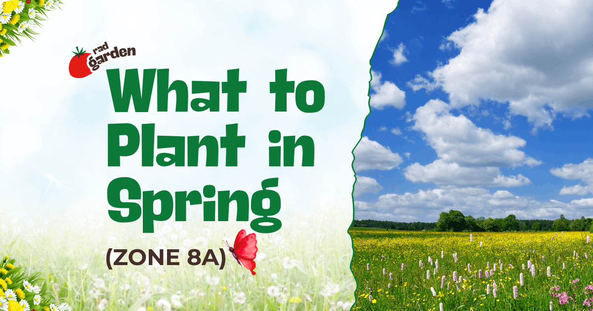 What to Plant in Spring What to Plant in Spring (Zone 8a)