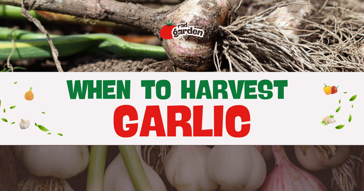 When to Harvest Garlic