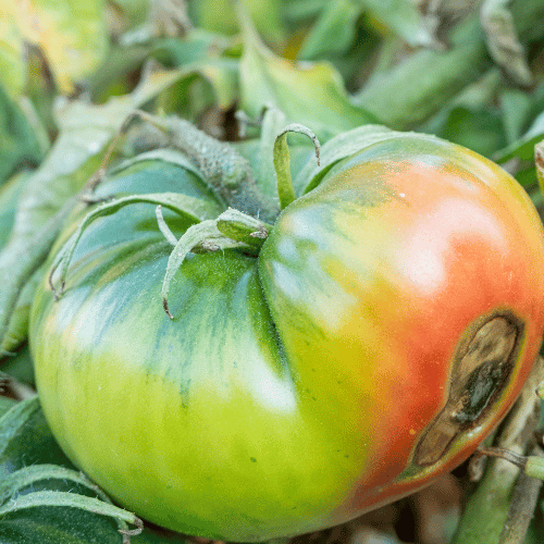 Blossom end rot example