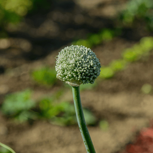 Bolted onion flower stalk (1)