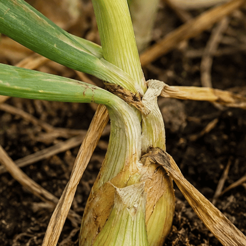 Close-up of drying onion neck