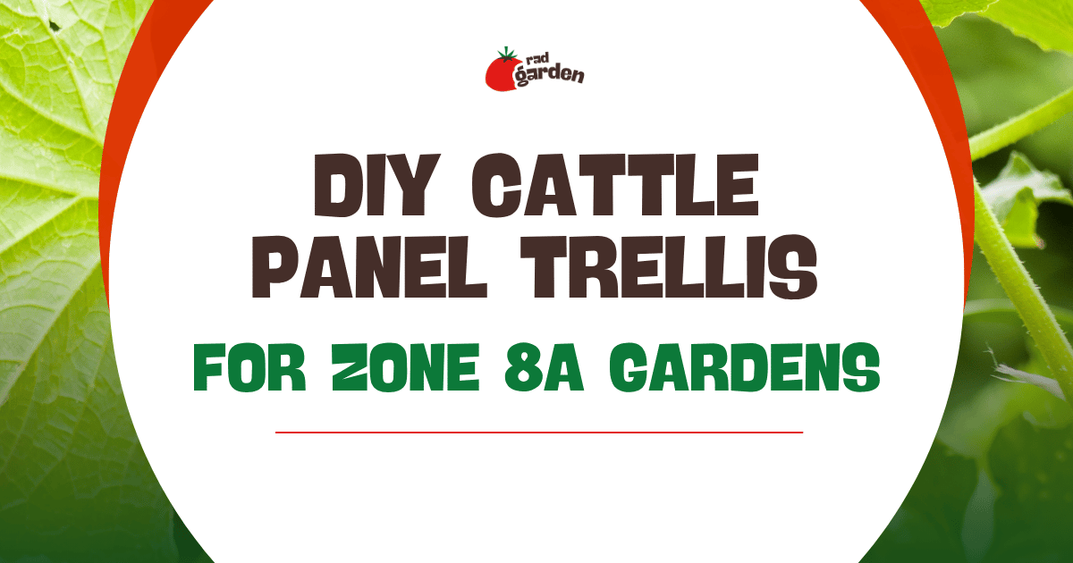 DIY Cattle Panel Trellis for Zone 8A Gardens