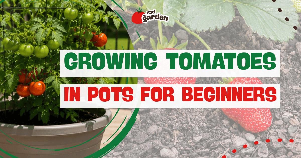 Growing-Tomatoes-in-Pots-for-Beginners