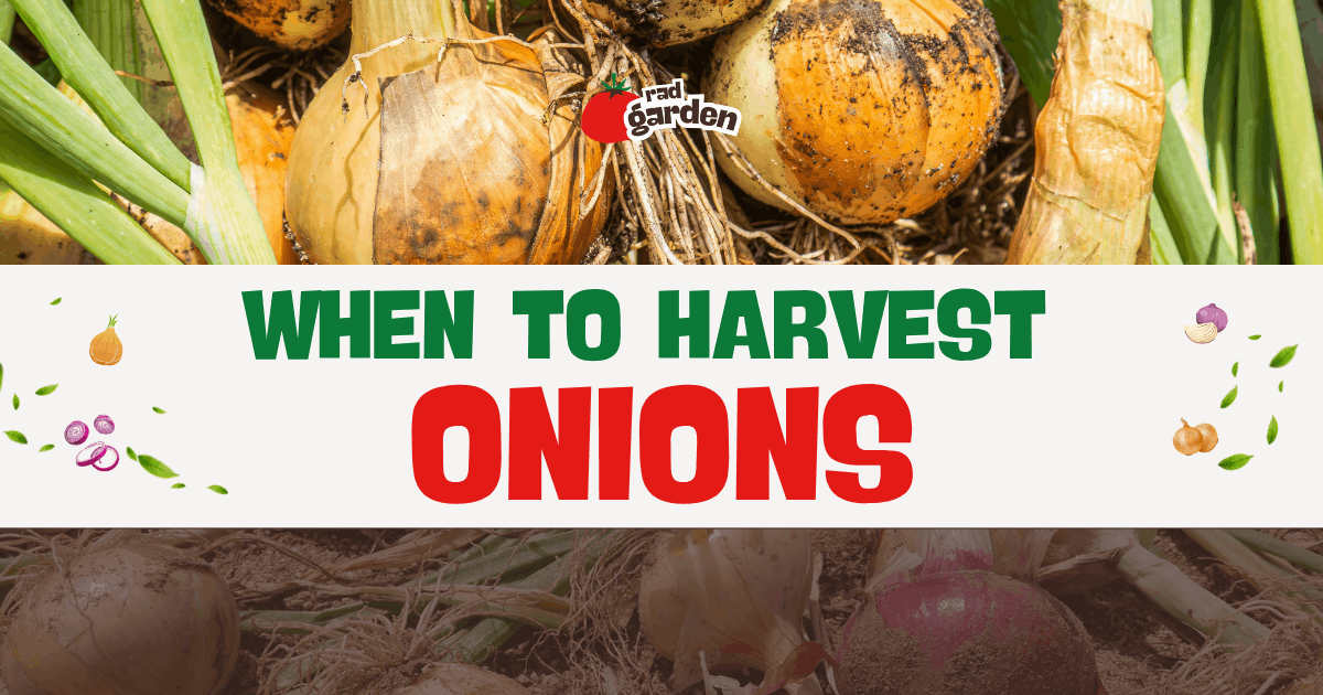 When to Harvest Onions